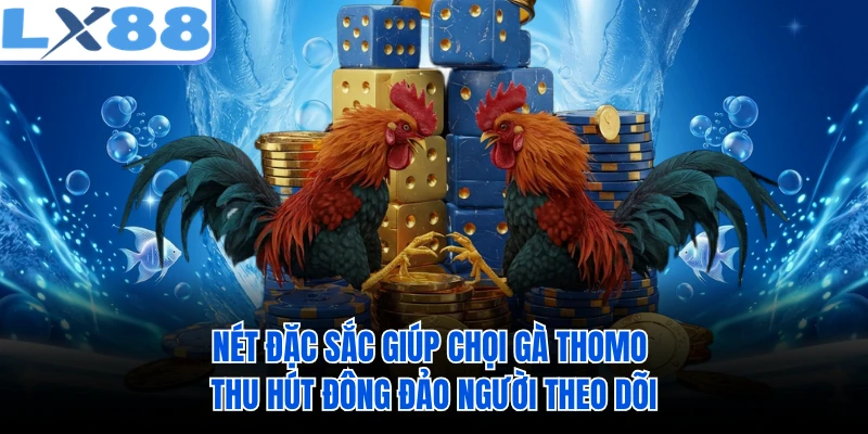 Nét đặc sắc giúp chọi gà Thomo thu hút đông đảo người theo dõi